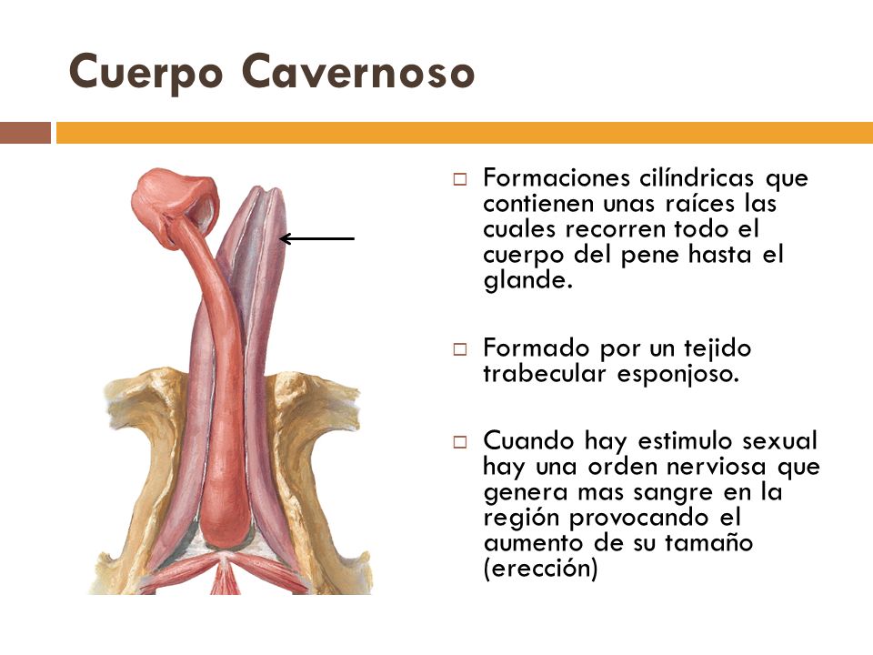Como aumentar el miembro de la casa.